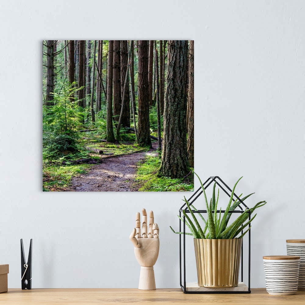 A bohemian room featuring A square photograph of a small path winding through trees in the woods.
