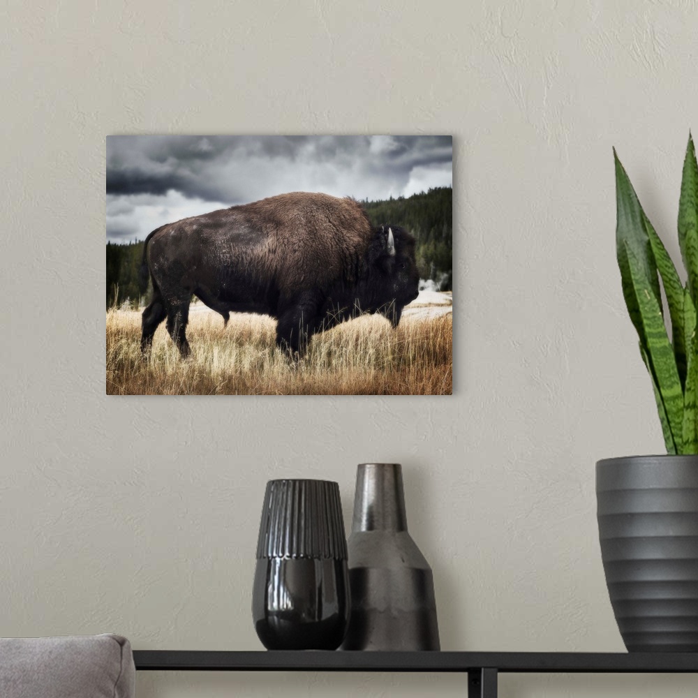 A modern room featuring Yellowstone Bison