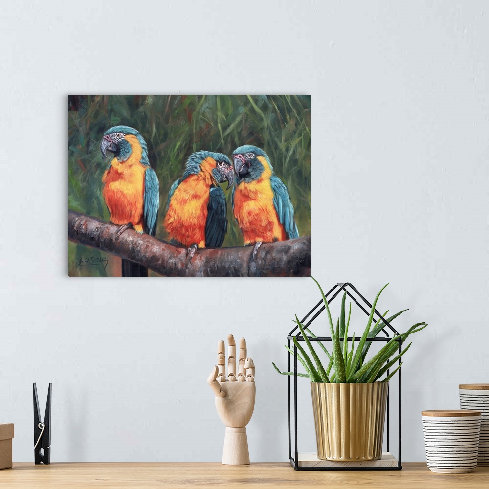 A bohemian room featuring 3 Macaws