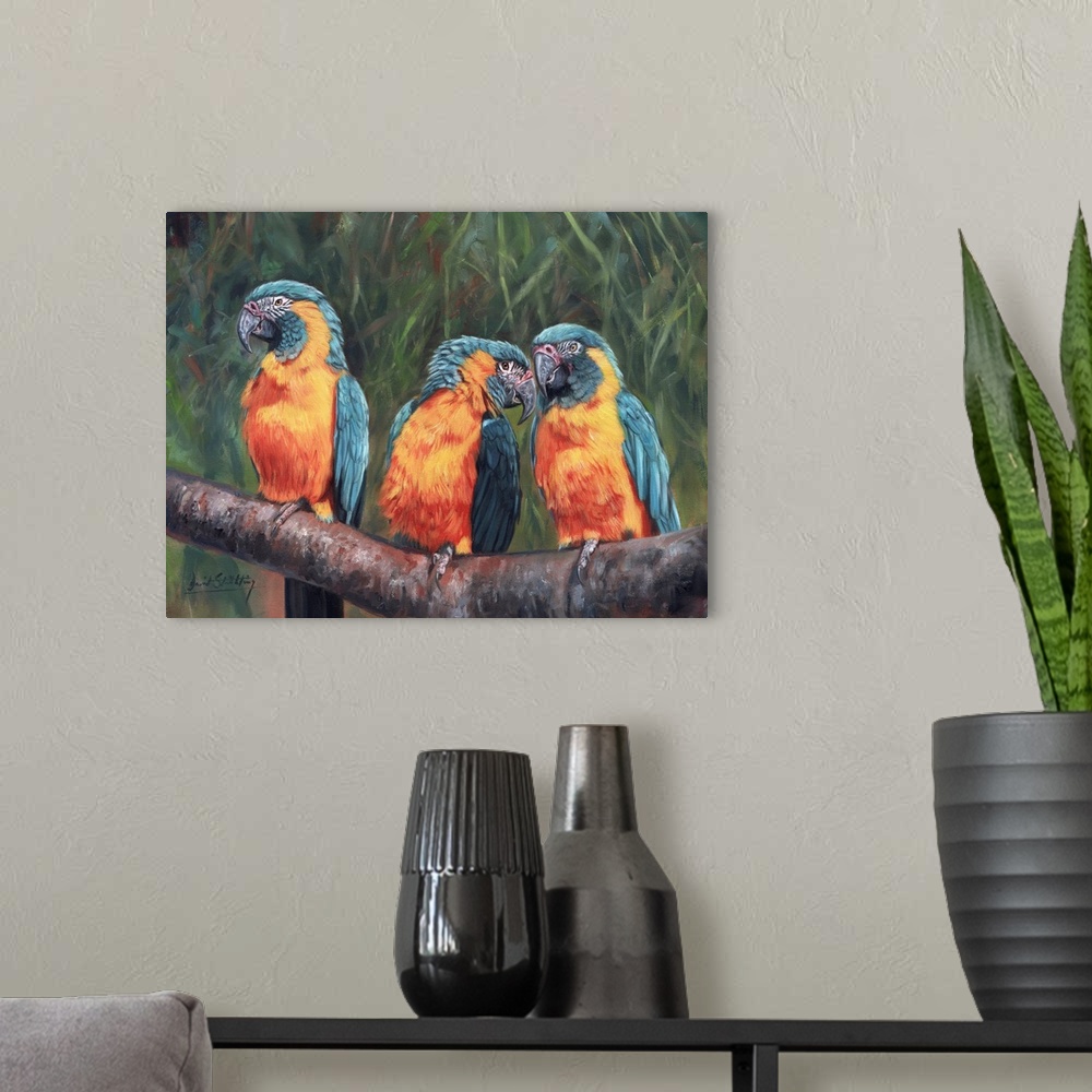 A modern room featuring 3 Macaws