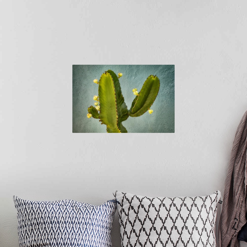 A bohemian room featuring Blossoming Cactus