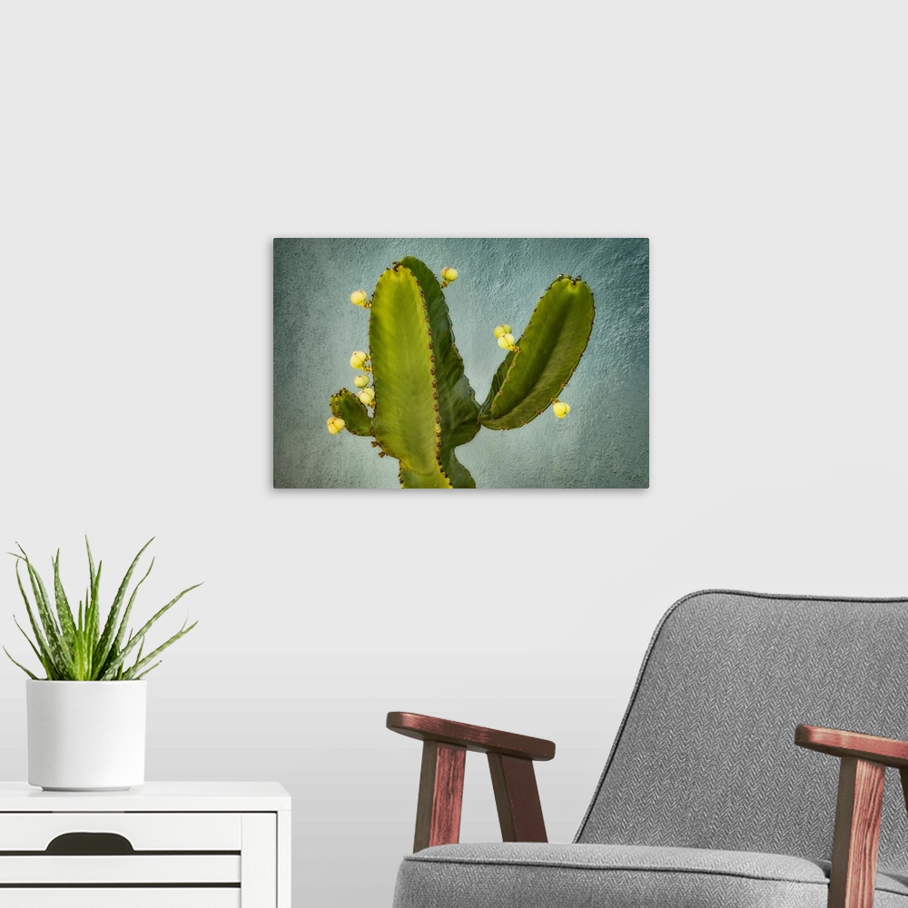 A modern room featuring Blossoming Cactus