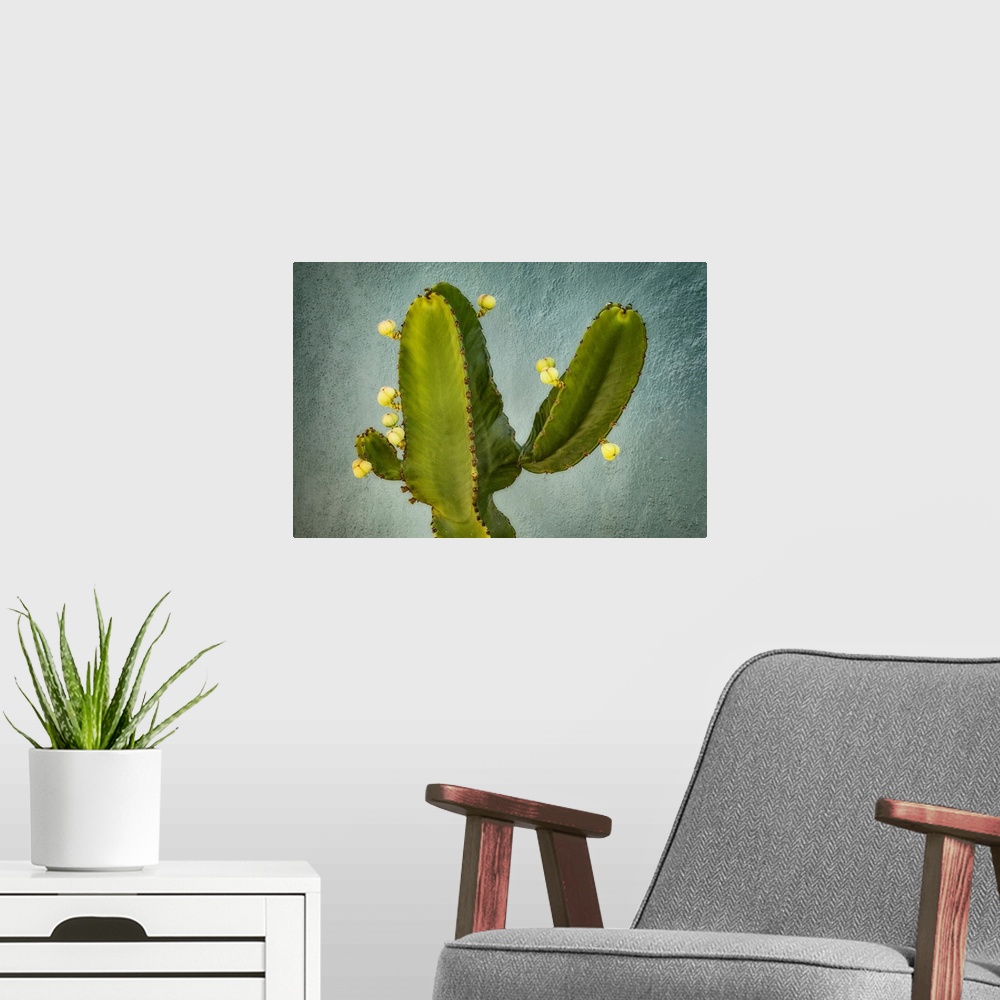 A modern room featuring Blossoming Cactus