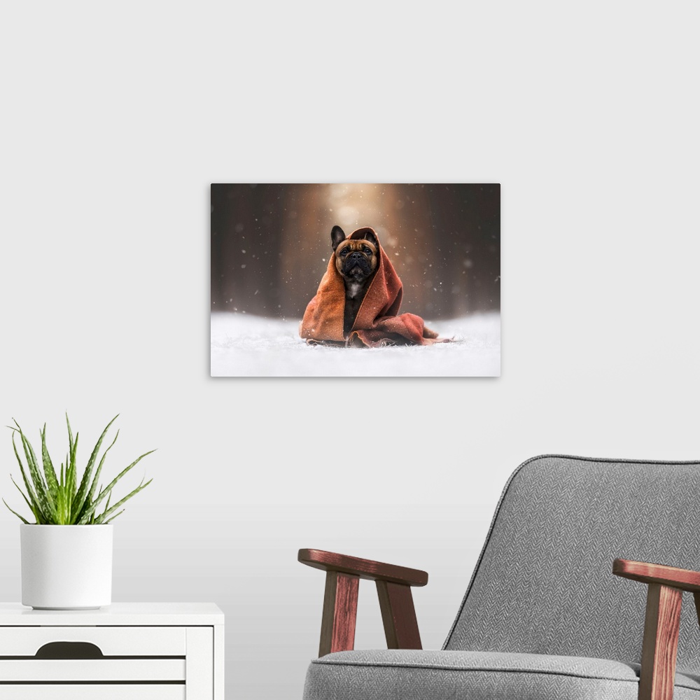 A modern room featuring Cozy Pup