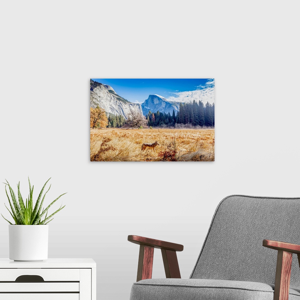 A modern room featuring Mountain Wolf