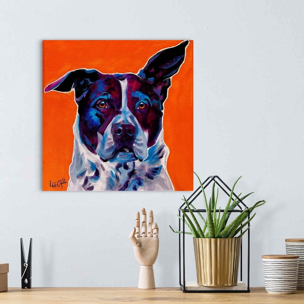 A bohemian room featuring Pit Bull Mix - Brewster