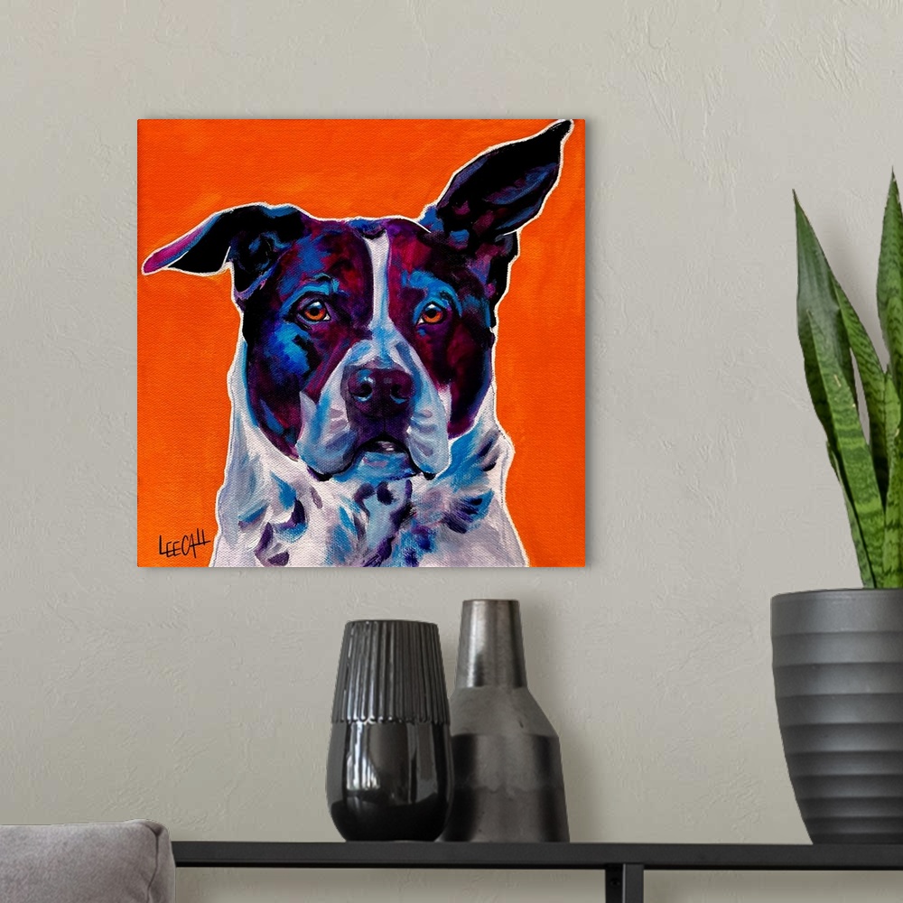 A modern room featuring Pit Bull Mix - Brewster