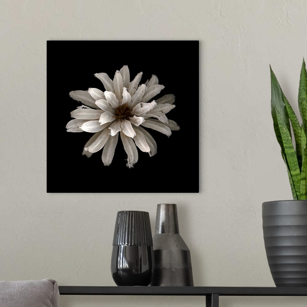 A modern room featuring Square photograph of a white flower against a black background.
