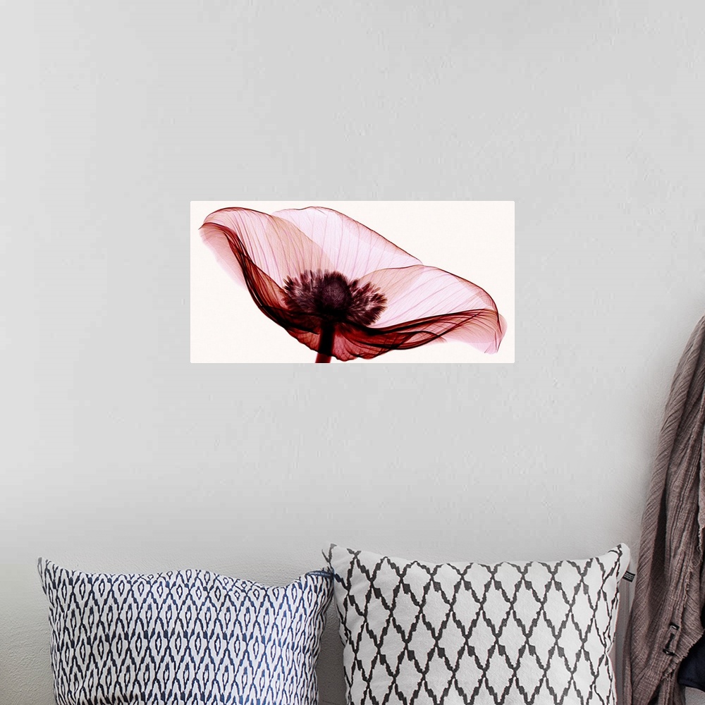A bohemian room featuring X-Ray photograph of an anemone against a white background.