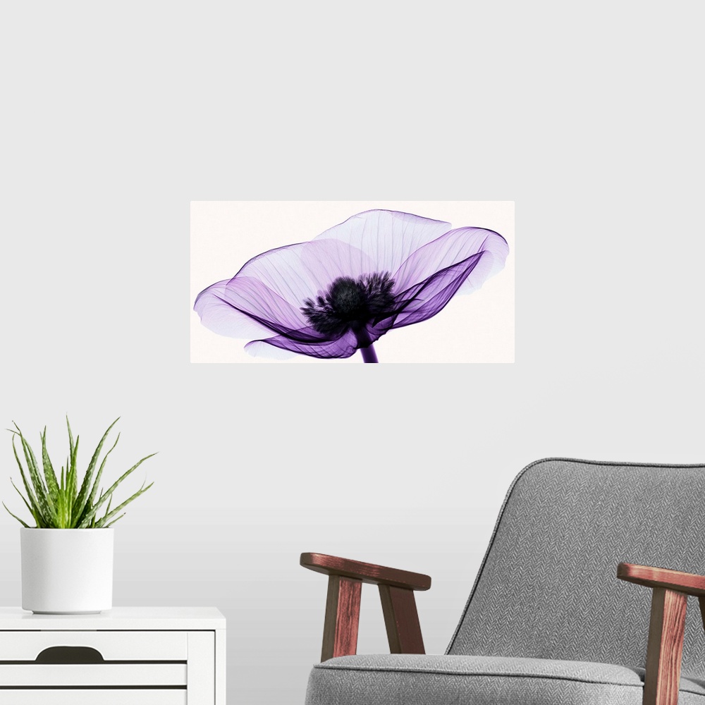 A modern room featuring X-Ray photograph of an anemone against a white background.
