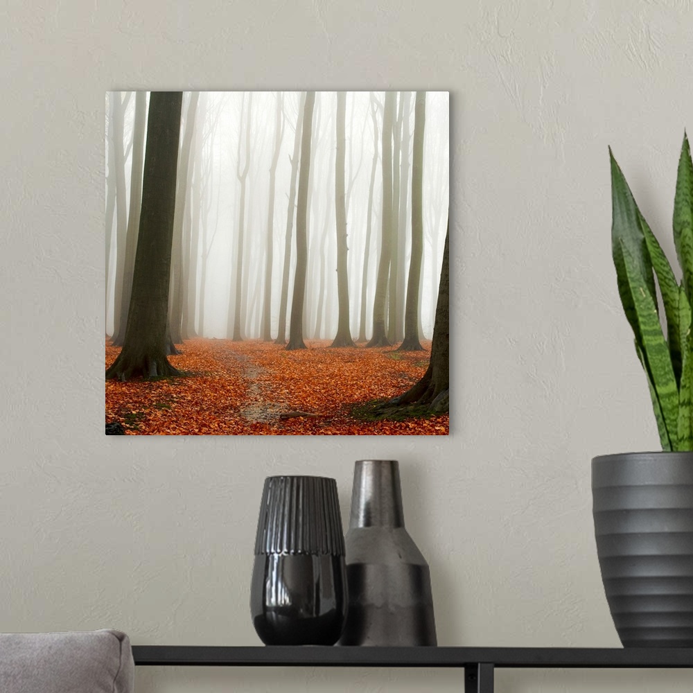 A modern room featuring A square photograph of a forest engulfed by a mist with a layer of leaves on the ground.