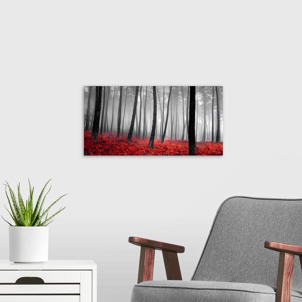 A modern room featuring A panoramic photograph of a monochrome forest with bright red bed of plants.