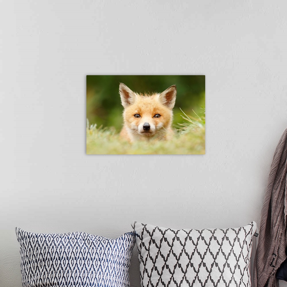 A bohemian room featuring A photograph of a fox peering over tall grass.