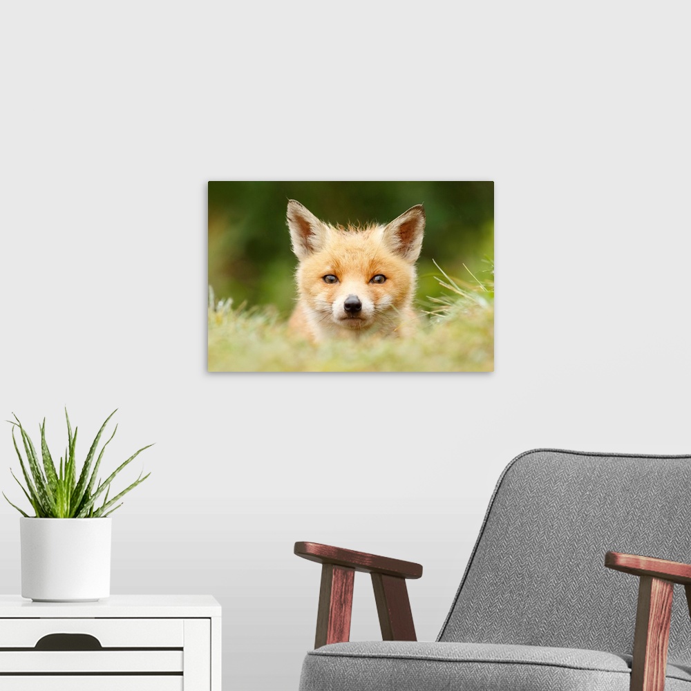 A modern room featuring A photograph of a fox peering over tall grass.