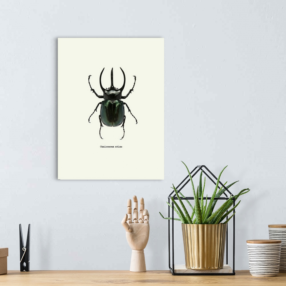 A bohemian room featuring Image of a black beetle with the scientific name below it, Chalcosoma Atlas.