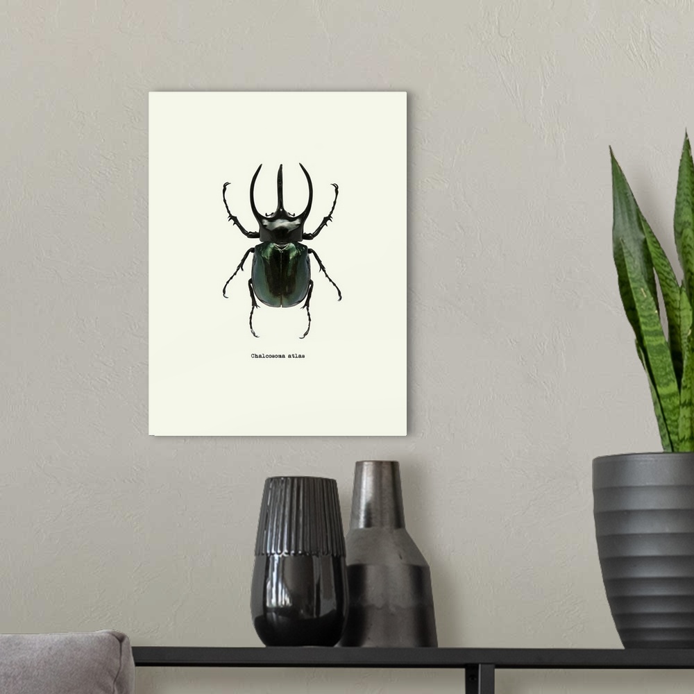 A modern room featuring Image of a black beetle with the scientific name below it, Chalcosoma Atlas.