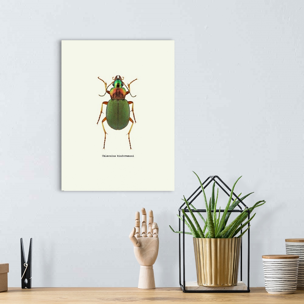 A bohemian room featuring Image of a green beetle with the scientific name below it, Chlaenius Kindermanni.