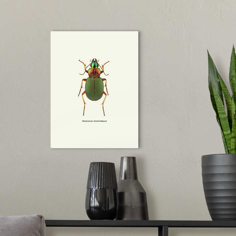 A modern room featuring Image of a green beetle with the scientific name below it, Chlaenius Kindermanni.