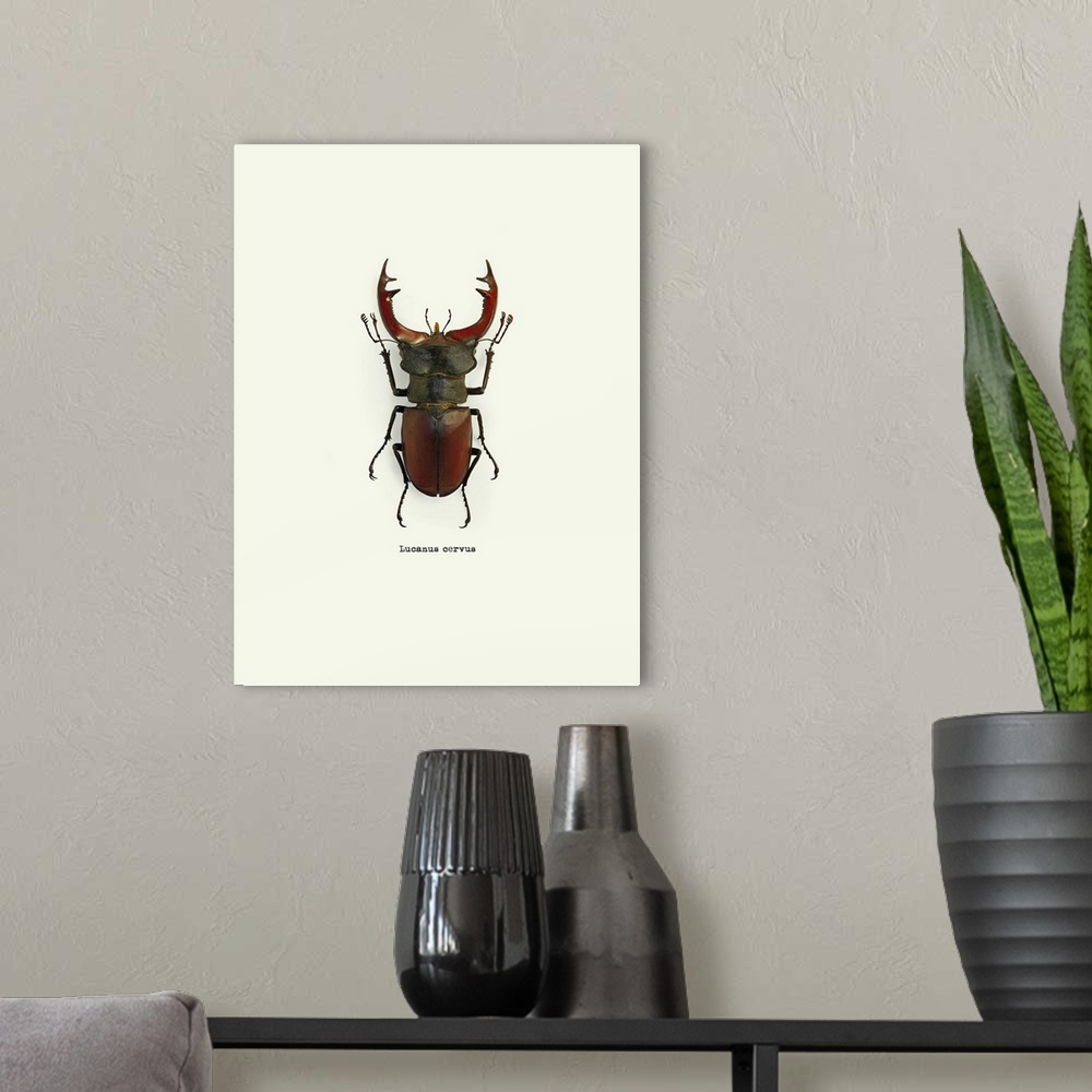 A modern room featuring Image of a red beetle with the scientific name below it, Lucanus Cervus.