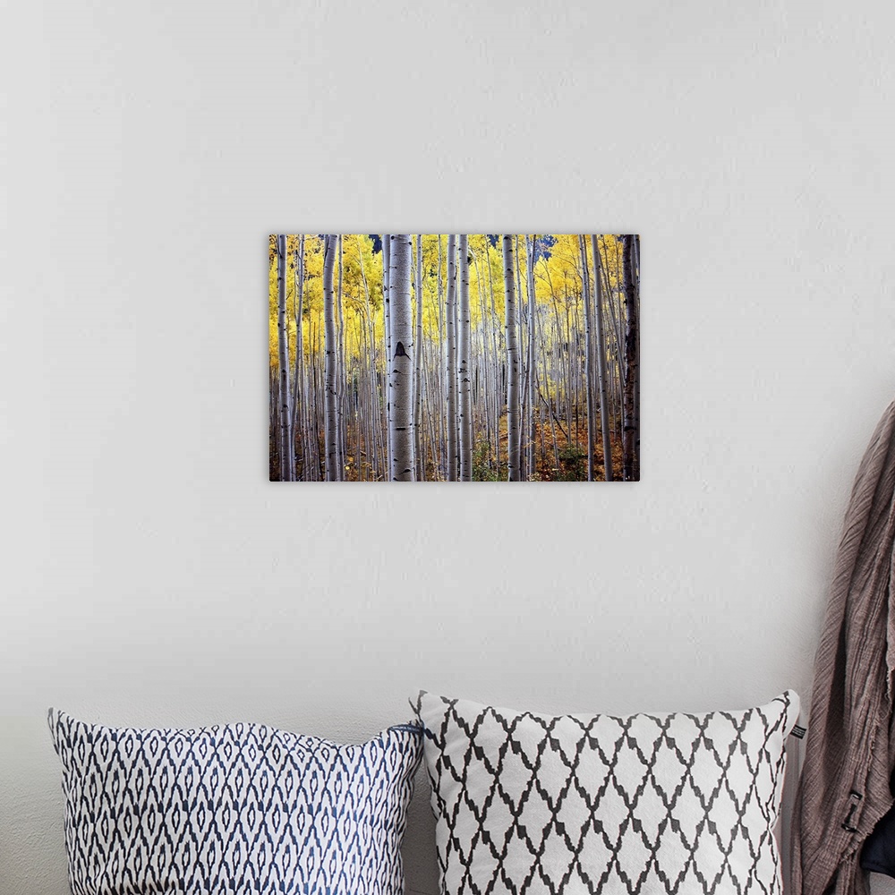 A bohemian room featuring A horizontal photograph of a thick forest of birch trees with yellow leaves.
