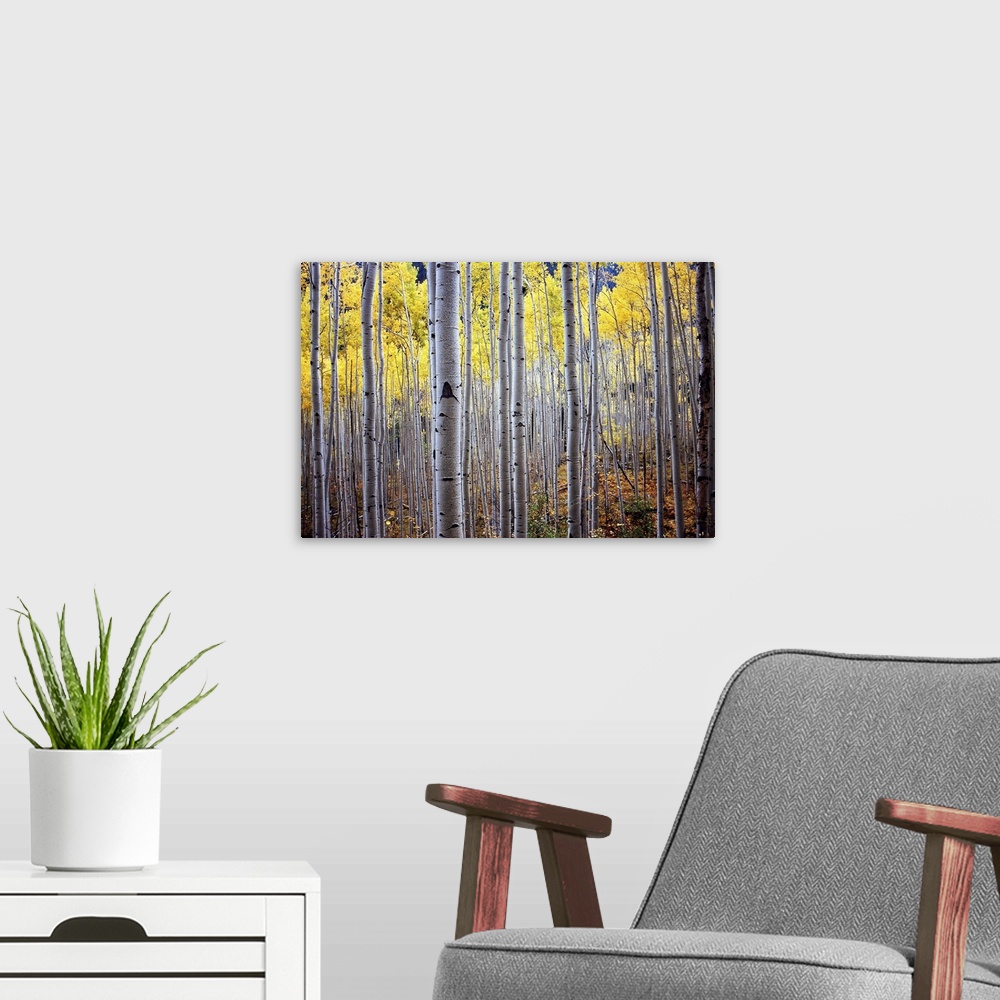 A modern room featuring A horizontal photograph of a thick forest of birch trees with yellow leaves.