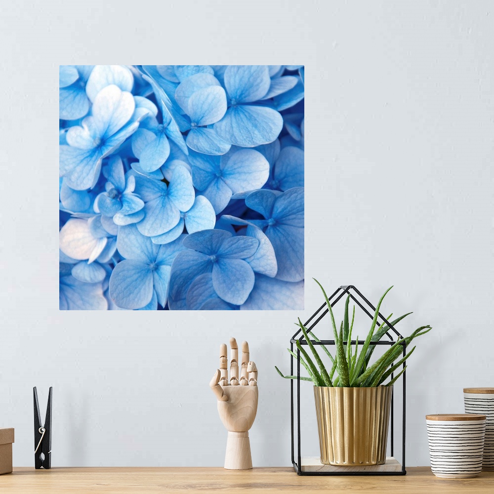 A bohemian room featuring Close up photograph of a blue hydrangea.