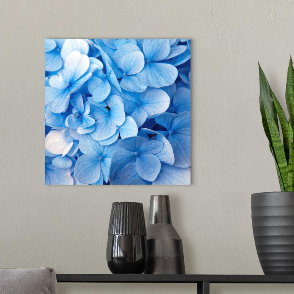 A modern room featuring Close up photograph of a blue hydrangea.