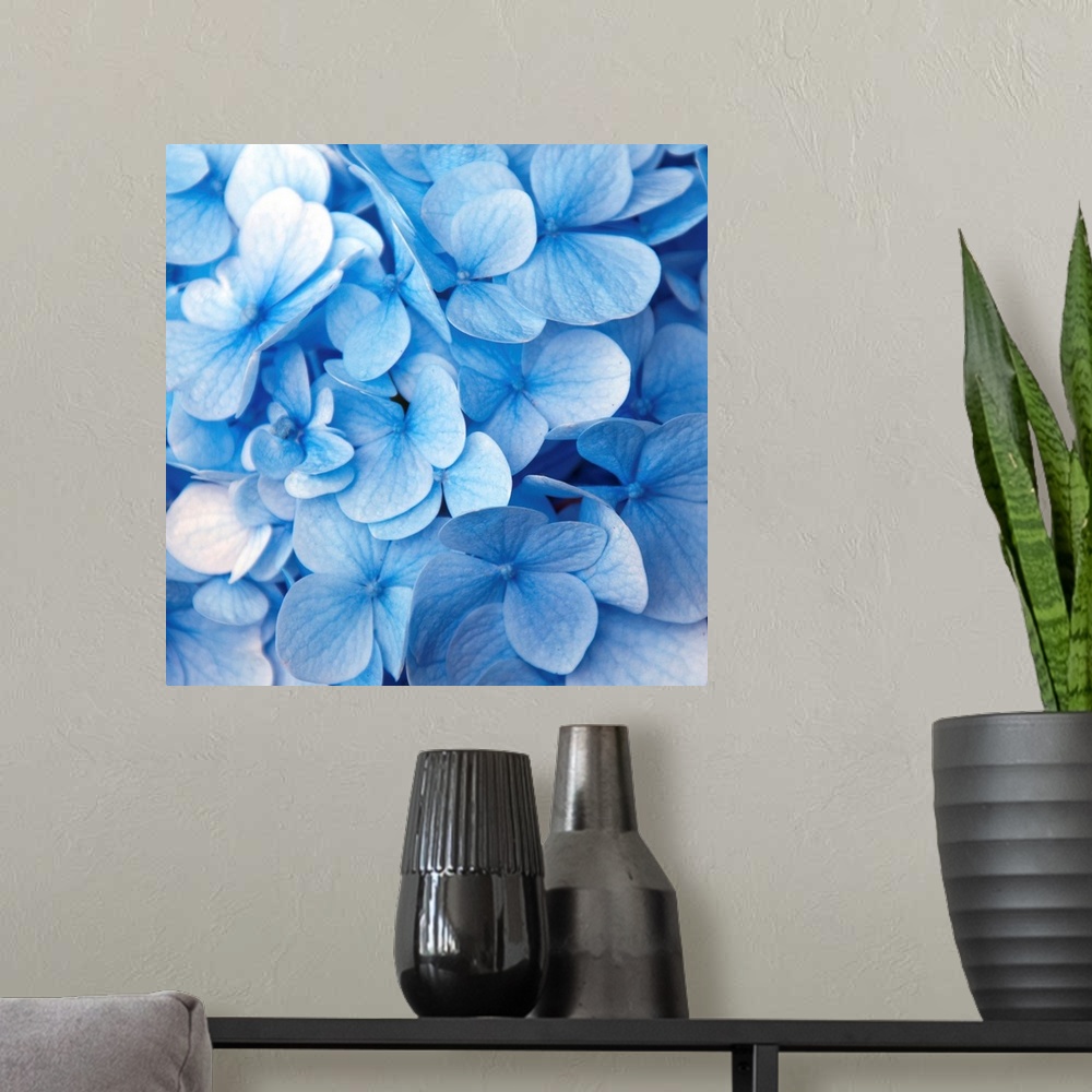 A modern room featuring Close up photograph of a blue hydrangea.
