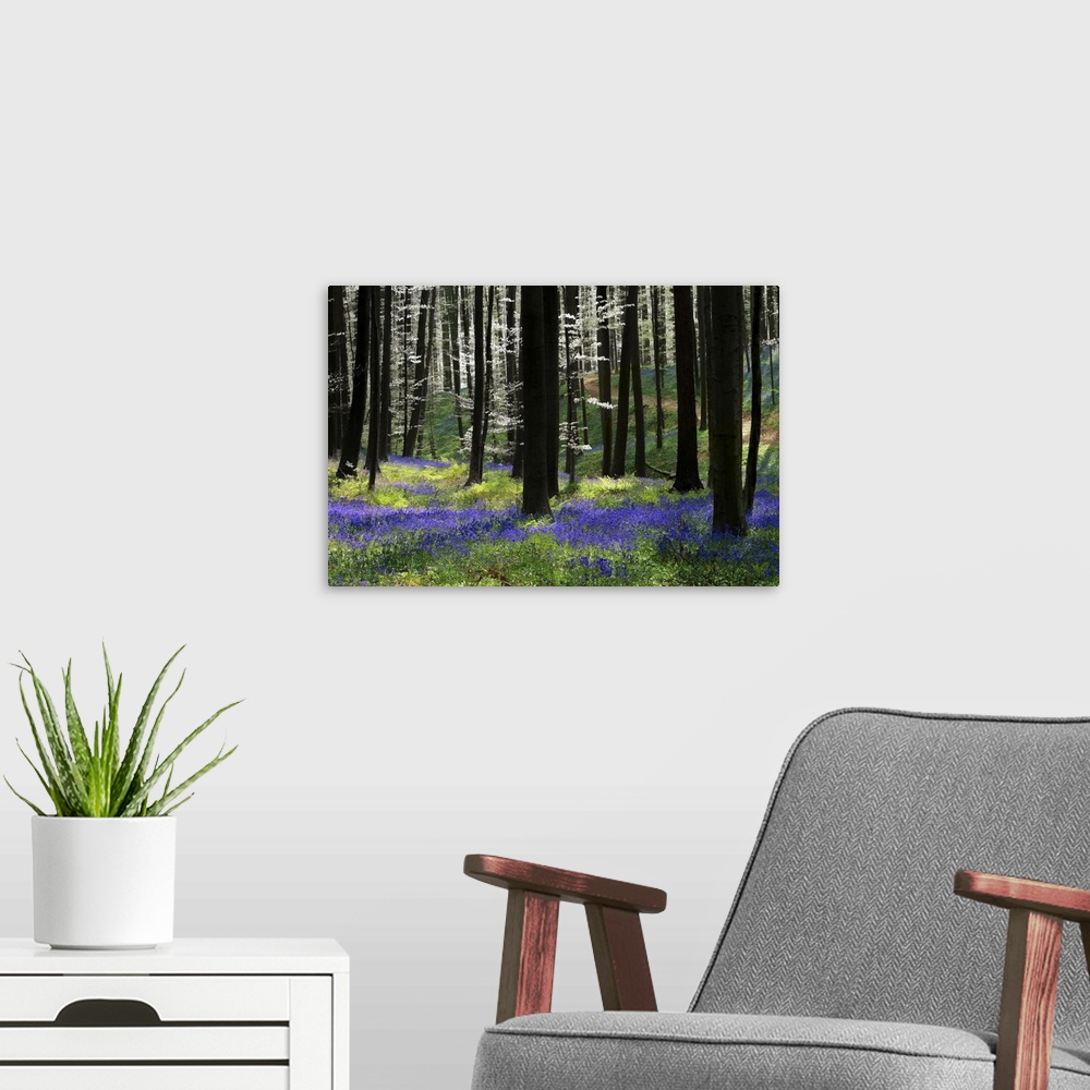 A modern room featuring A photograph of an idyllic dense forest scene with purple flowers on the ground.