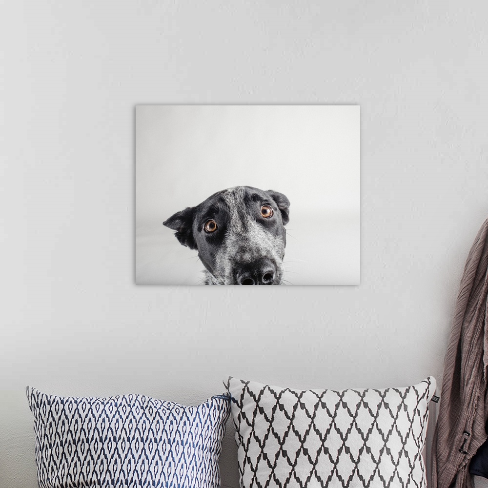 A bohemian room featuring Portrait of an Australian Cattledog with soulful eyes.