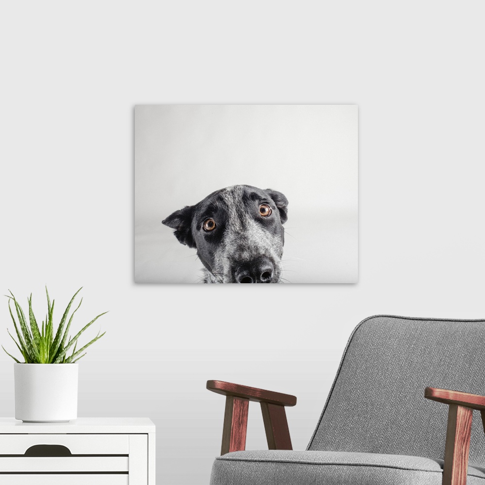 A modern room featuring Portrait of an Australian Cattledog with soulful eyes.