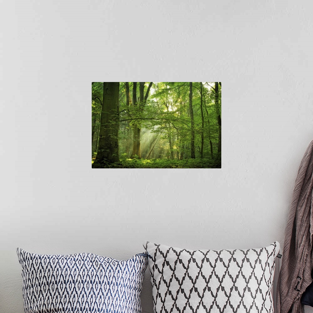 A bohemian room featuring A photograph of a forest lit up in sunlight piercing through the canopy.