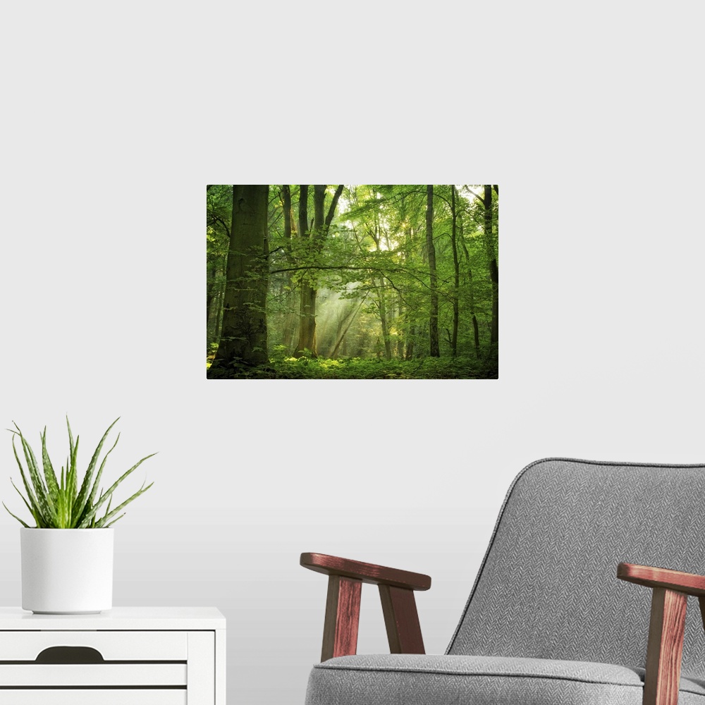 A modern room featuring A photograph of a forest lit up in sunlight piercing through the canopy.