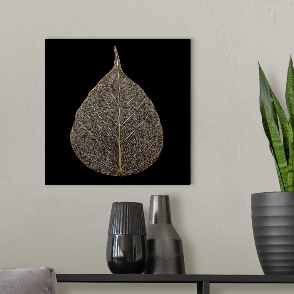 A modern room featuring Photograph of a single brown leaf on black.