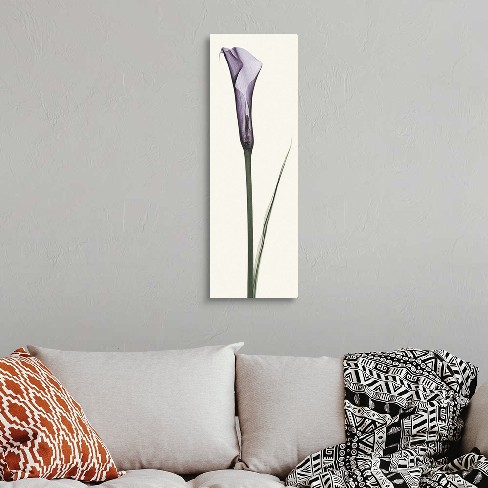 A bohemian room featuring X-Ray photograph of a purple calla lily against a white background.