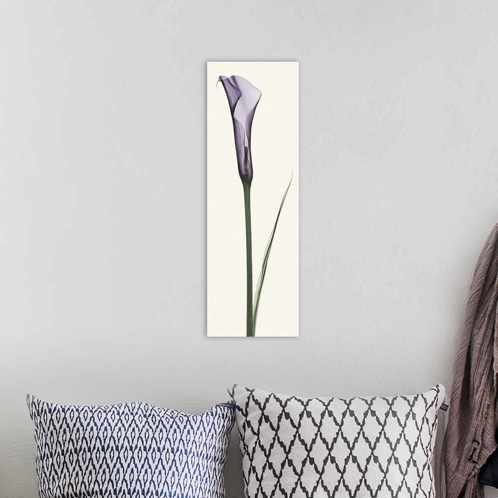 A bohemian room featuring X-Ray photograph of a purple calla lily against a white background.