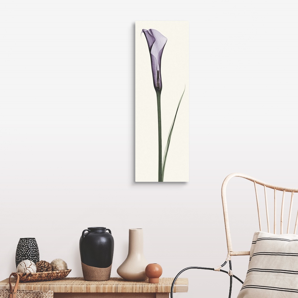 A farmhouse room featuring X-Ray photograph of a purple calla lily against a white background.