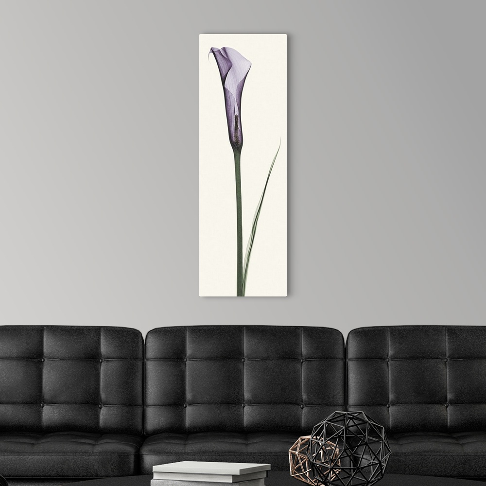 A modern room featuring X-Ray photograph of a purple calla lily against a white background.