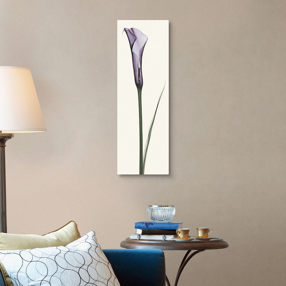 A traditional room featuring X-Ray photograph of a purple calla lily against a white background.