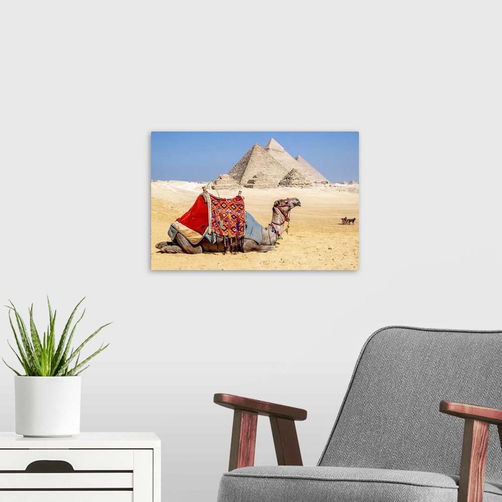 A modern room featuring Camel Resting By The Pyramids, Giza, Egypt