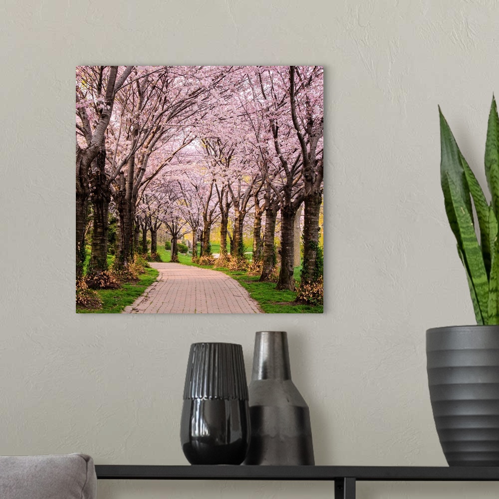A modern room featuring Cherry Blossom Trail