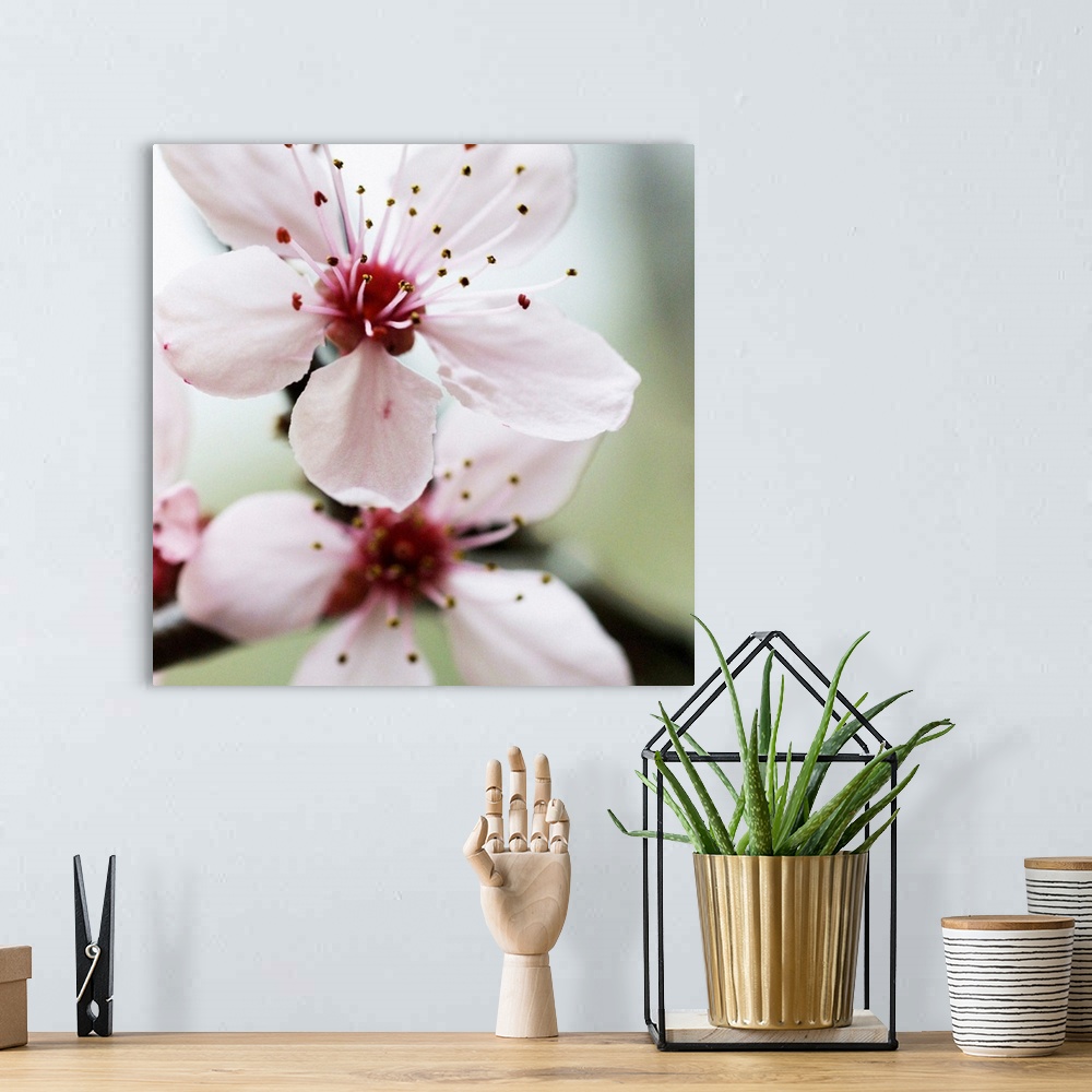 A bohemian room featuring Square photograph of cherry blossoms in muted colors.