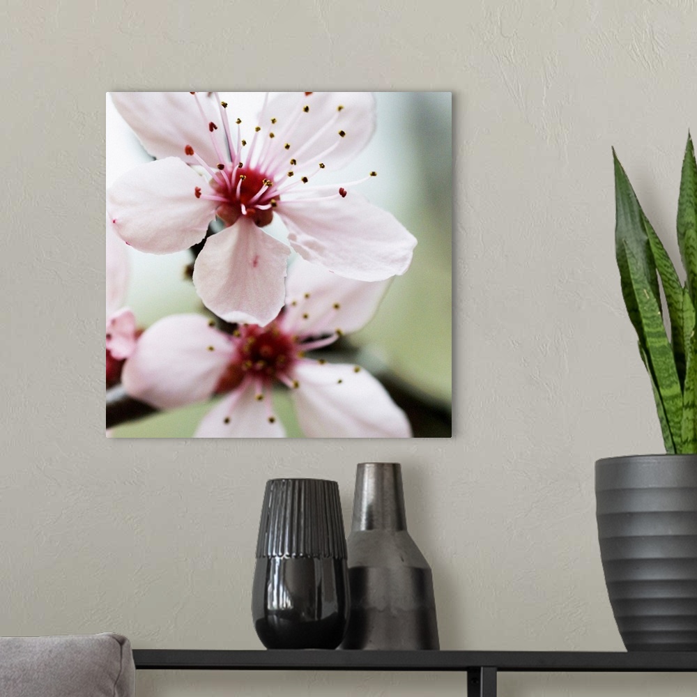 A modern room featuring Square photograph of cherry blossoms in muted colors.
