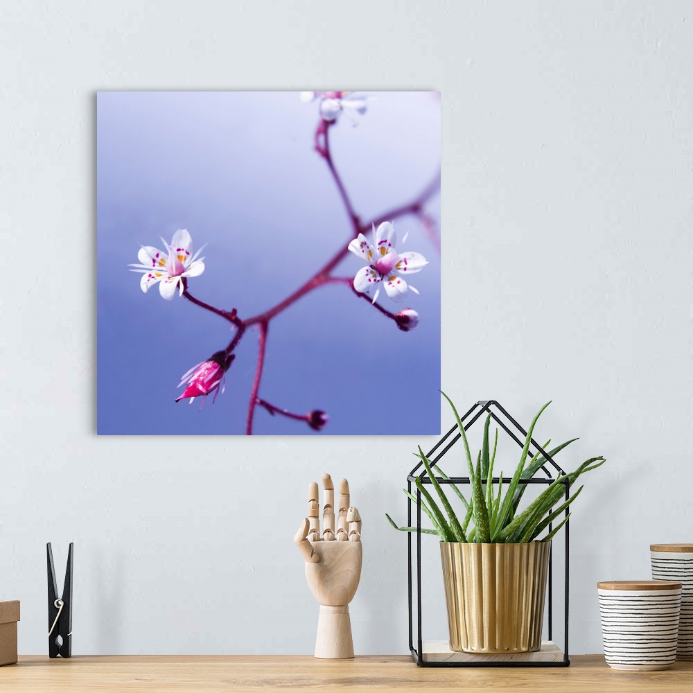 A bohemian room featuring Square photograph of blossoms on a cherry tree.