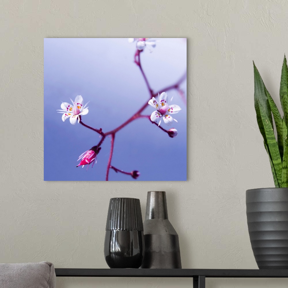 A modern room featuring Square photograph of blossoms on a cherry tree.