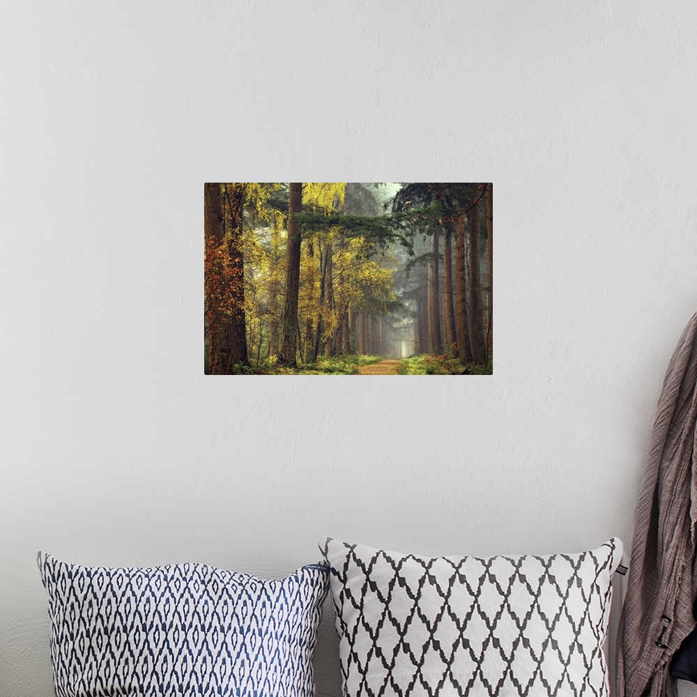 A bohemian room featuring Colors of the Forest