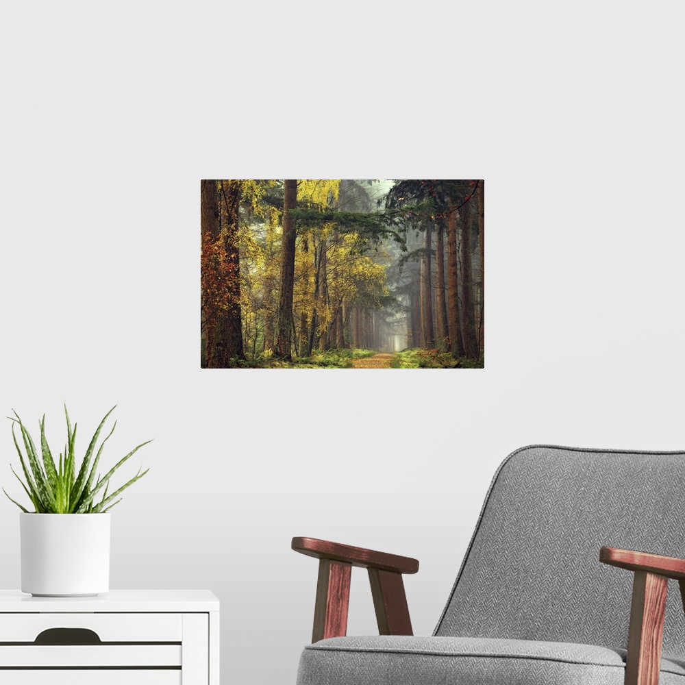 A modern room featuring Colors of the Forest