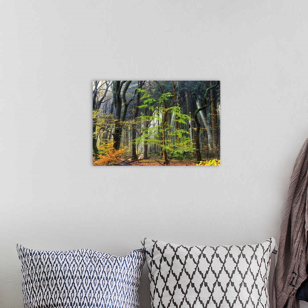 A bohemian room featuring A photograph of a dense forest with dark trees and spring foliage.