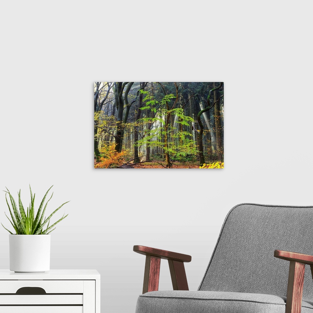 A modern room featuring A photograph of a dense forest with dark trees and spring foliage.
