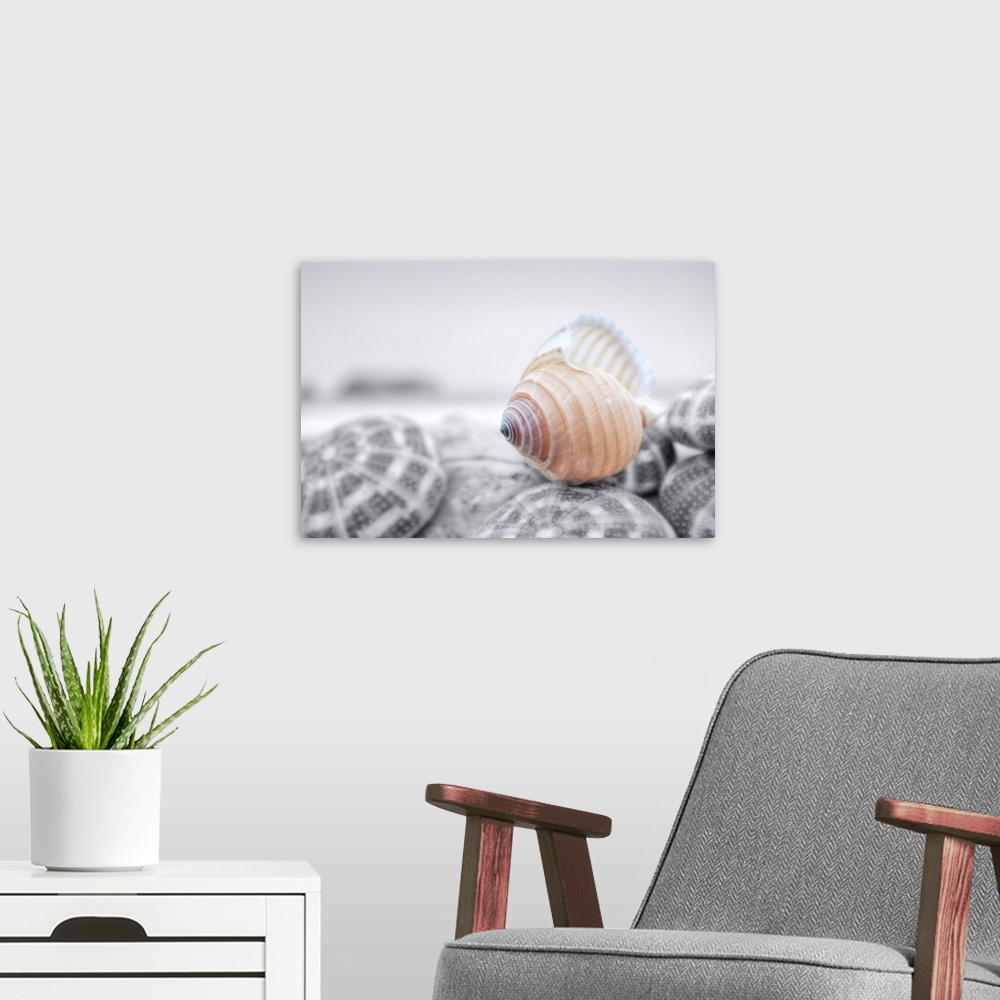 A modern room featuring A close up photograph of a shell with the surroundings in black and white.